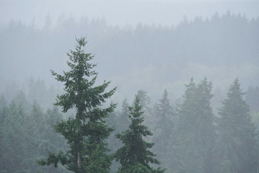 Winter PNW Oil Pastel Class - 2/22/26
