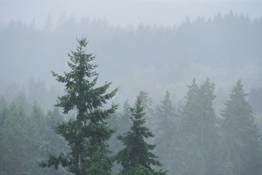 Winter PNW Oil Pastel Class - 2/22/26